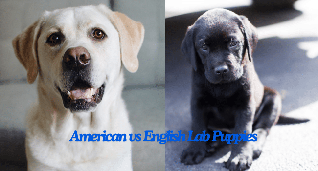 American vs English Lab Puppies