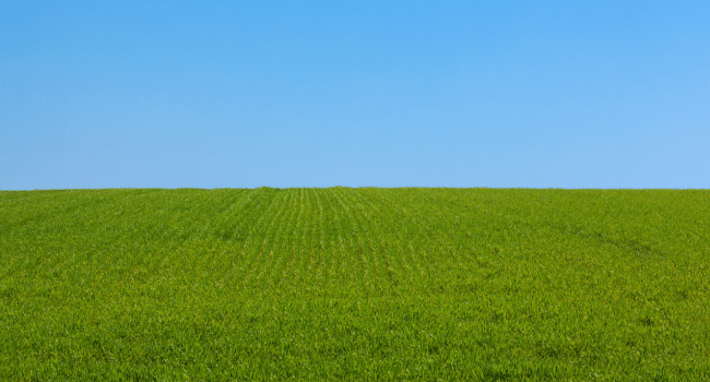 Bahia Grass