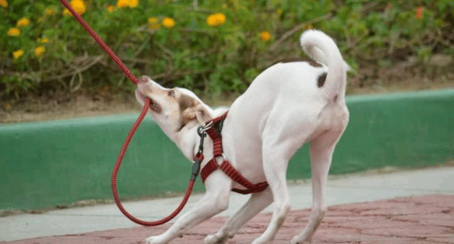 Dog Pulls on the Leash