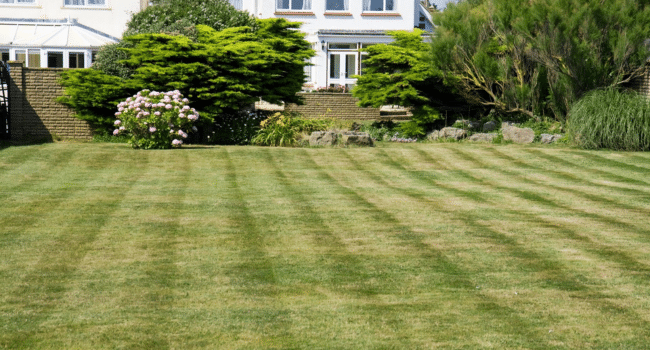 Patchy Lawn