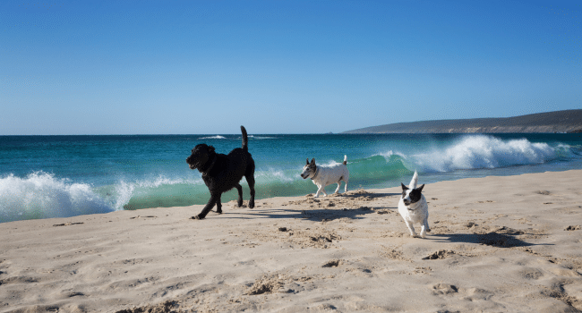 Pet-Friendly Beach Rentals