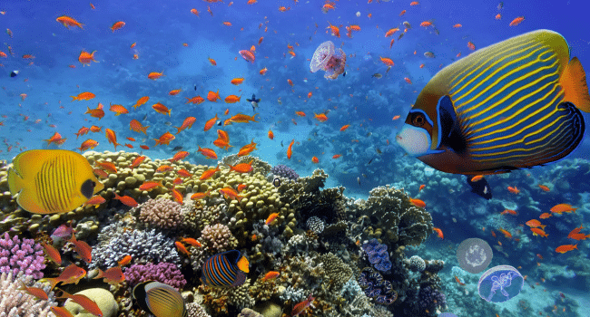 Phuket's Coral Reef Revival