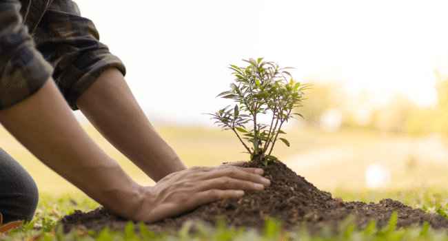 Planting a Tree in Memory of Your Loved One