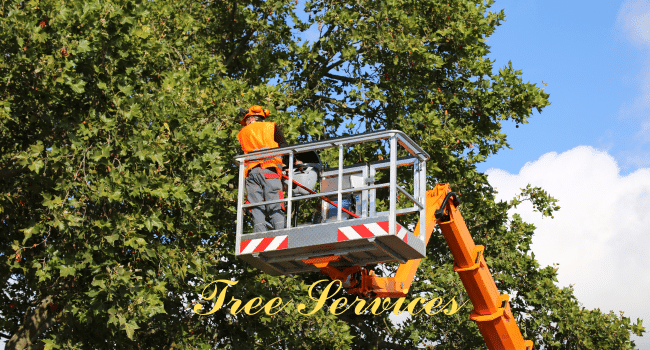 Tree Services